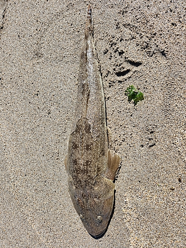 マゴチの釣果