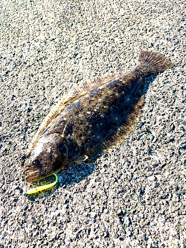 ヒラメの釣果