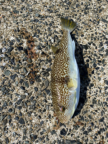 ショウサイフグの釣果