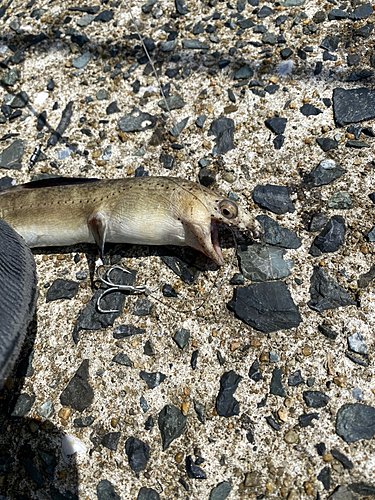 ホタテウミヘビの釣果