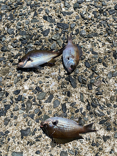 スズメダイの釣果