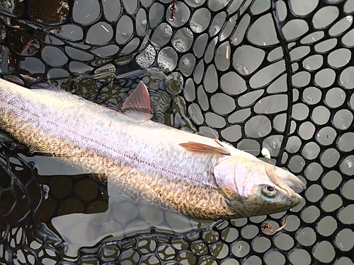 ニジマスの釣果