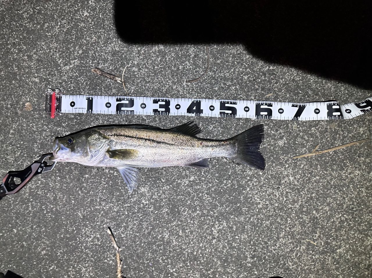 フッコ（マルスズキ）