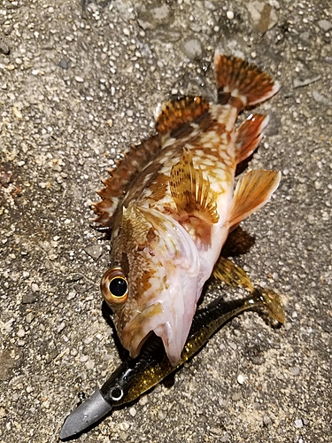 カサゴの釣果