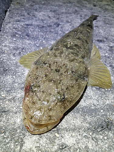 マゴチの釣果