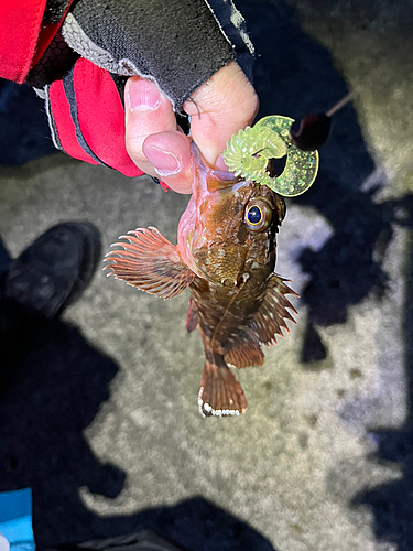 カサゴの釣果