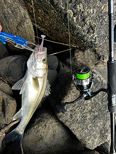 シーバスの釣果