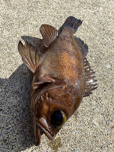 クロメバルの釣果