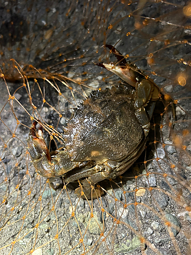 カニの釣果