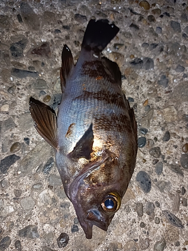 メバルの釣果