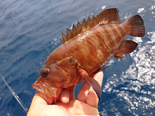 ヤミハタの釣果