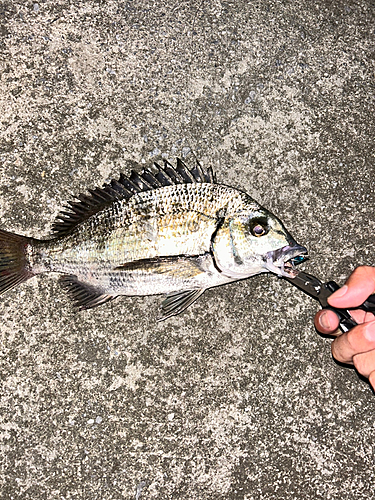 ミナミクロダイの釣果