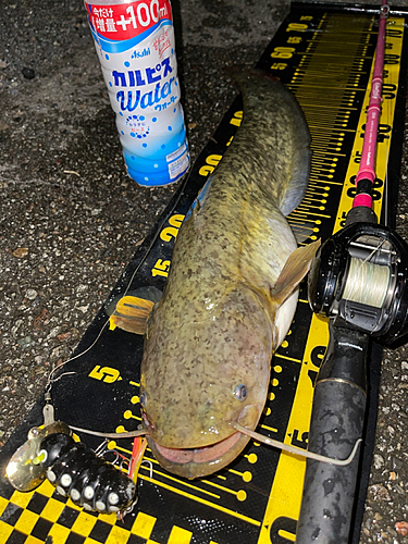 ナマズの釣果