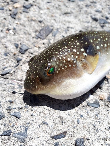 フグの釣果