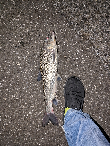 ニゴイの釣果