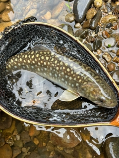 イワナの釣果