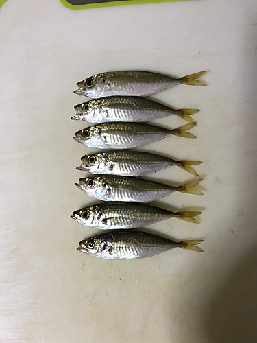 アジの釣果