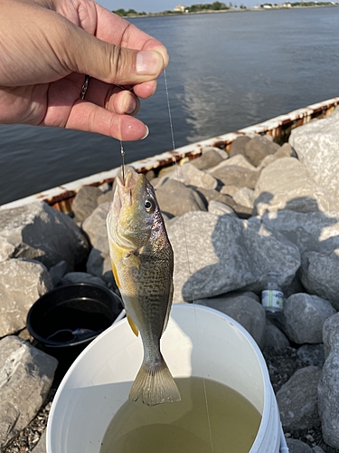 イシモチの釣果