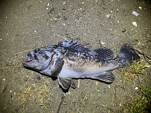 クロソイの釣果