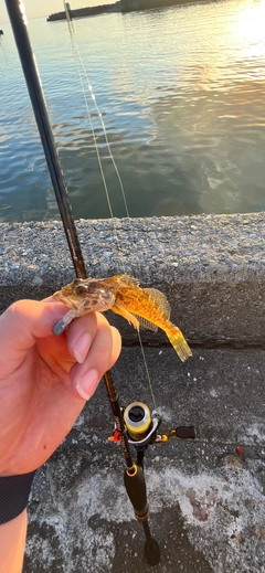 アナハゼの釣果