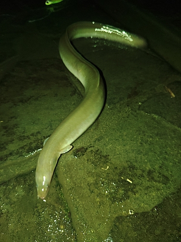 ウナギの釣果