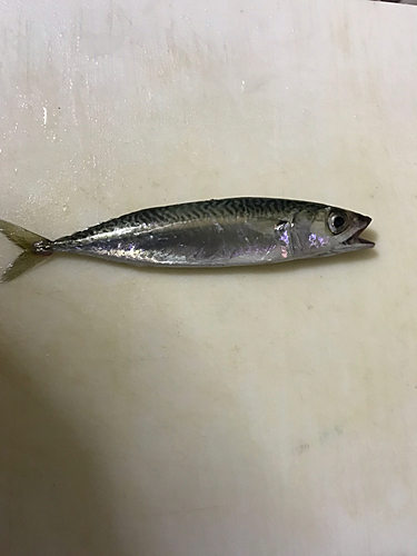 サバの釣果