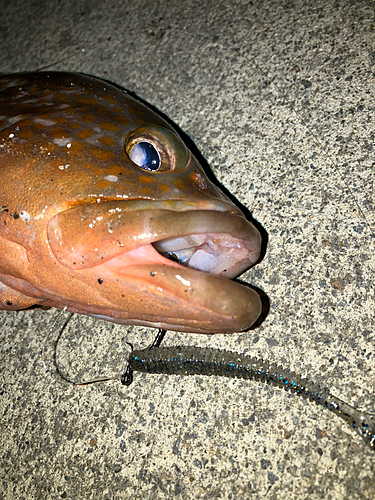 アコウの釣果