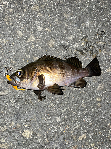 メバルの釣果