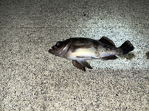 シロメバルの釣果