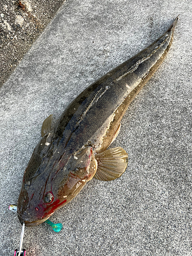 マゴチの釣果