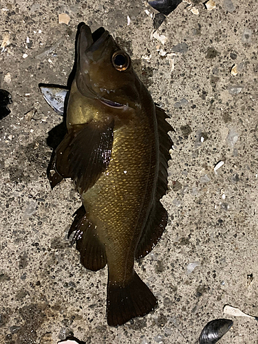 エゾメバルの釣果