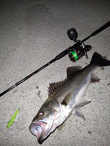 シーバスの釣果