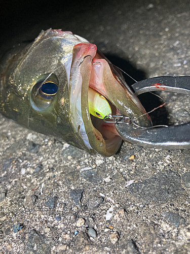 マルスズキの釣果