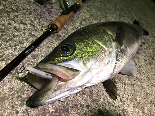 シーバスの釣果