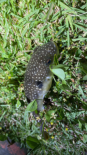 フグの釣果