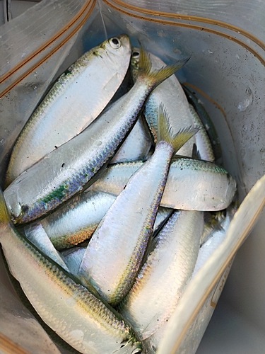 ママカリの釣果