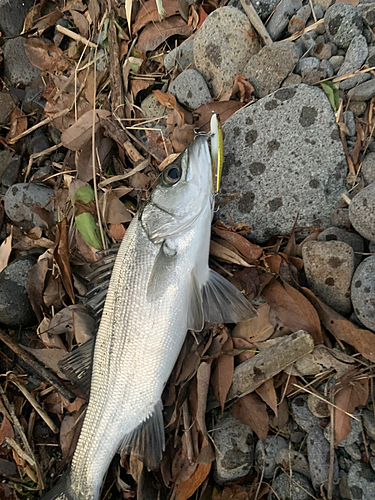 セイゴ（ヒラスズキ）の釣果