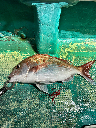 マダイの釣果