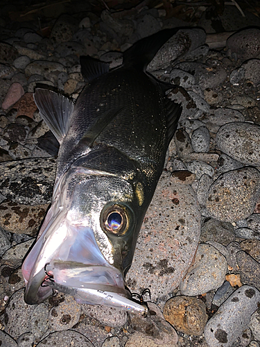 セイゴ（ヒラスズキ）の釣果