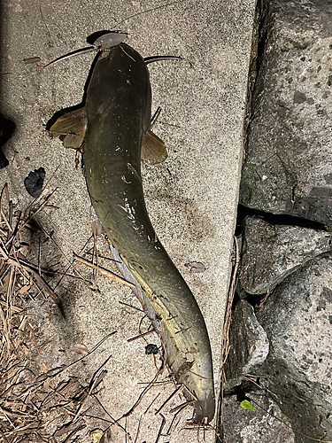 ナマズの釣果