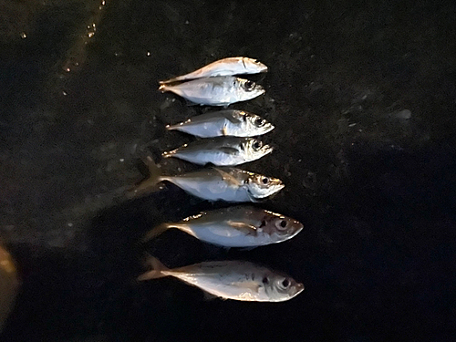 マアジの釣果