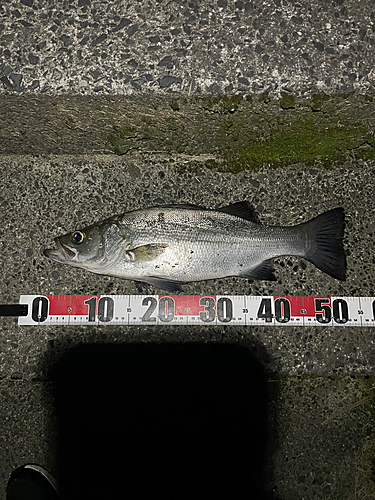 フッコ（ヒラスズキ）の釣果