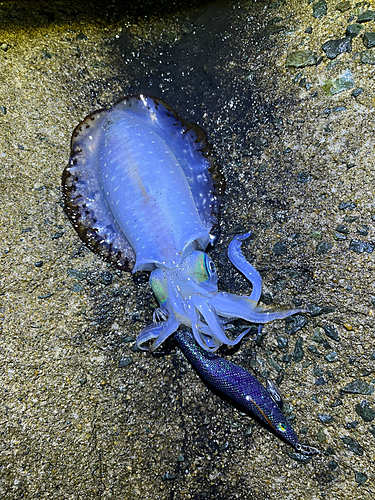 アオリイカの釣果