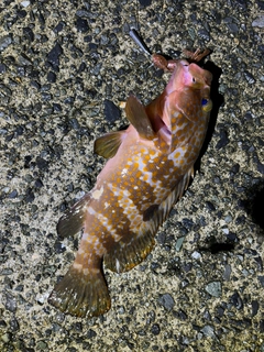 アコウの釣果