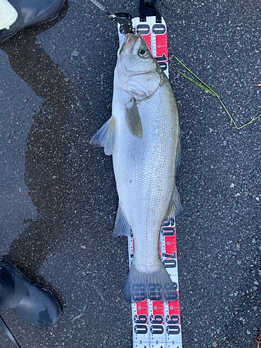 ヒラスズキの釣果