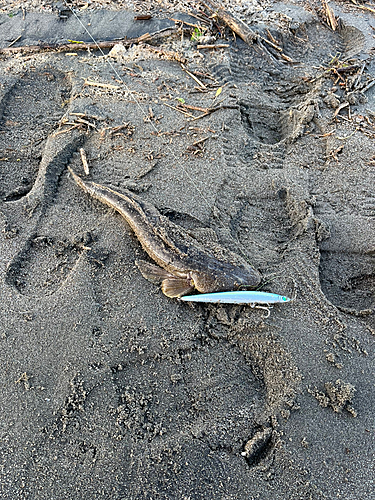 コチの釣果