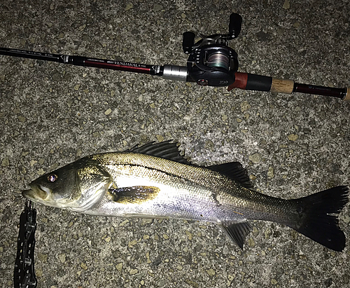 シーバスの釣果