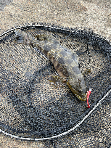 アブラコの釣果