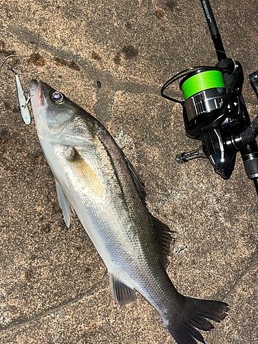 シーバスの釣果