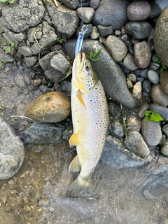 ブラウントラウトの釣果